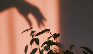 Preview wallpaper plant, shadow, hand
