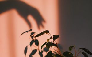 Preview wallpaper plant, shadow, hand