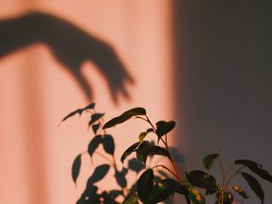 Preview wallpaper plant, shadow, hand