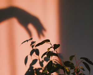 Preview wallpaper plant, shadow, hand