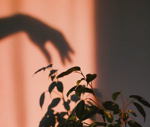 Preview wallpaper plant, shadow, hand