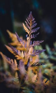 Preview wallpaper plant, sheet, macro, carved, dry, blur