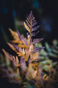 Preview wallpaper plant, sheet, macro, carved, dry, blur