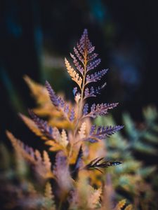 Preview wallpaper plant, sheet, macro, carved, dry, blur