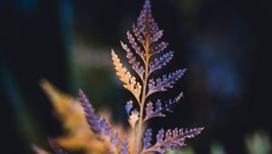 Preview wallpaper plant, sheet, macro, carved, dry, blur