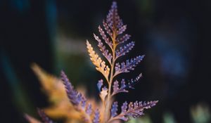 Preview wallpaper plant, sheet, macro, carved, dry, blur