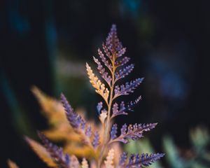 Preview wallpaper plant, sheet, macro, carved, dry, blur