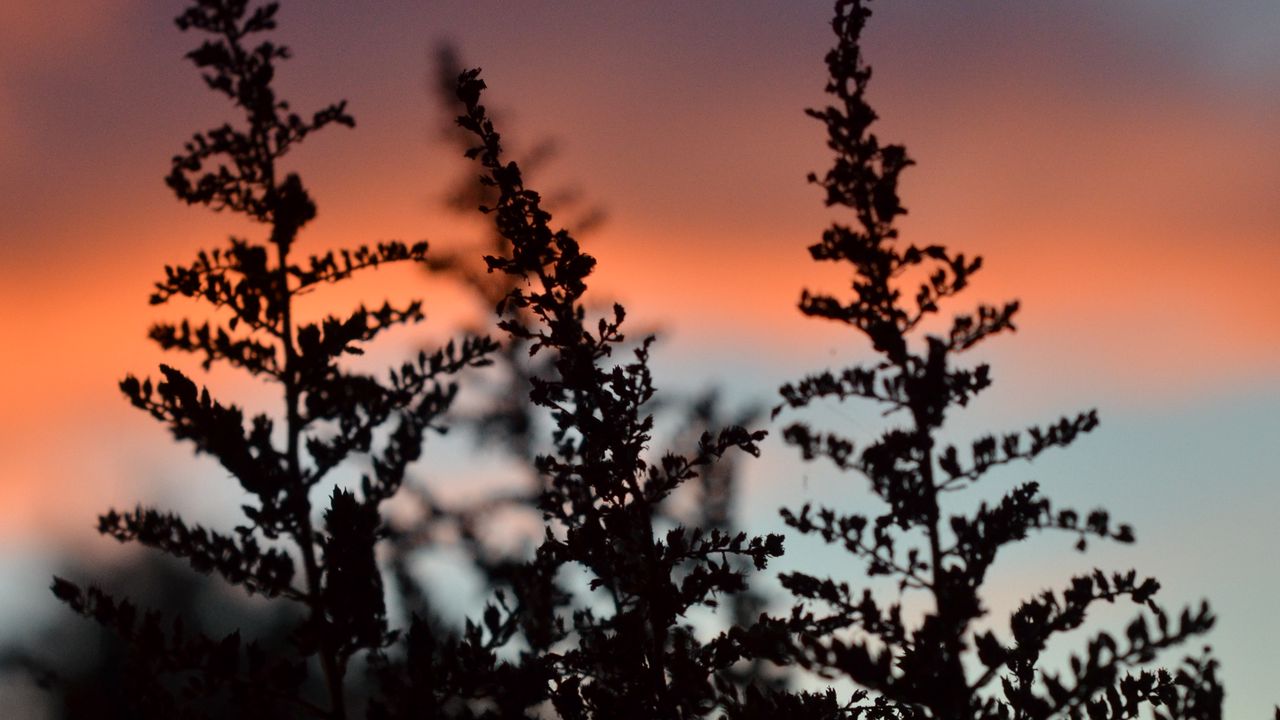 Wallpaper plant, silhouette, dark, twilight