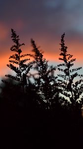 Preview wallpaper plant, silhouette, dark, twilight
