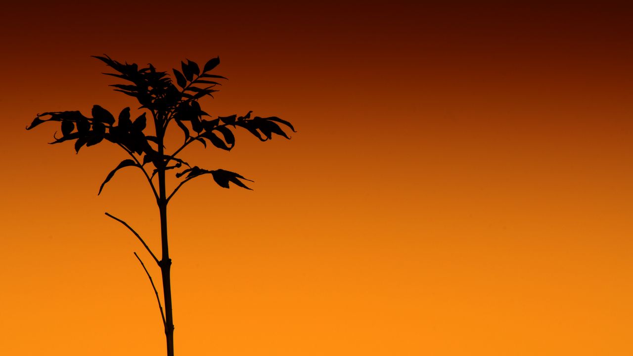 Wallpaper plant, silhouette, stem, orange