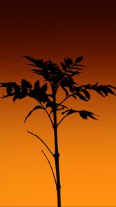 Preview wallpaper plant, silhouette, stem, orange