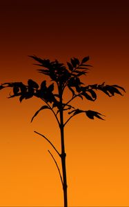 Preview wallpaper plant, silhouette, stem, orange