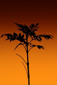 Preview wallpaper plant, silhouette, stem, orange