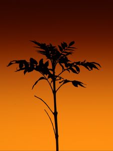 Preview wallpaper plant, silhouette, stem, orange