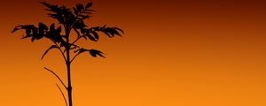 Preview wallpaper plant, silhouette, stem, orange