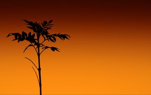 Preview wallpaper plant, silhouette, stem, orange