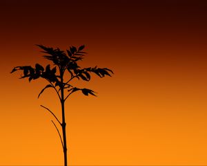 Preview wallpaper plant, silhouette, stem, orange