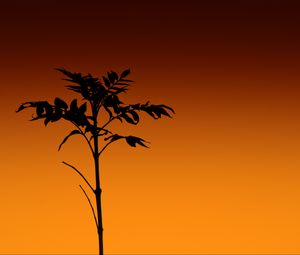 Preview wallpaper plant, silhouette, stem, orange