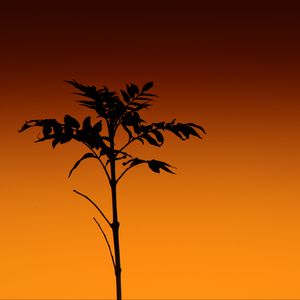 Preview wallpaper plant, silhouette, stem, orange