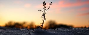 Preview wallpaper plant, snow, winter, dusk, dark