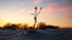 Preview wallpaper plant, snow, winter, dusk, dark