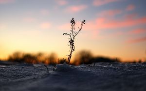 Preview wallpaper plant, snow, winter, dusk, dark