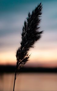 Preview wallpaper plant, spikelet, macro, dark, dusk