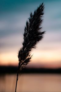 Preview wallpaper plant, spikelet, macro, dark, dusk