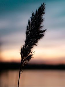 Preview wallpaper plant, spikelet, macro, dark, dusk