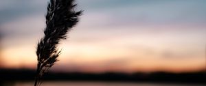 Preview wallpaper plant, spikelet, macro, dark, dusk