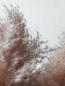 Preview wallpaper plant, spikelets, fluffy, macro