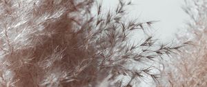 Preview wallpaper plant, spikelets, fluffy, macro