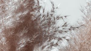 Preview wallpaper plant, spikelets, fluffy, macro