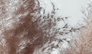 Preview wallpaper plant, spikelets, fluffy, macro