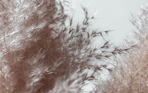 Preview wallpaper plant, spikelets, fluffy, macro