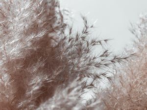 Preview wallpaper plant, spikelets, fluffy, macro