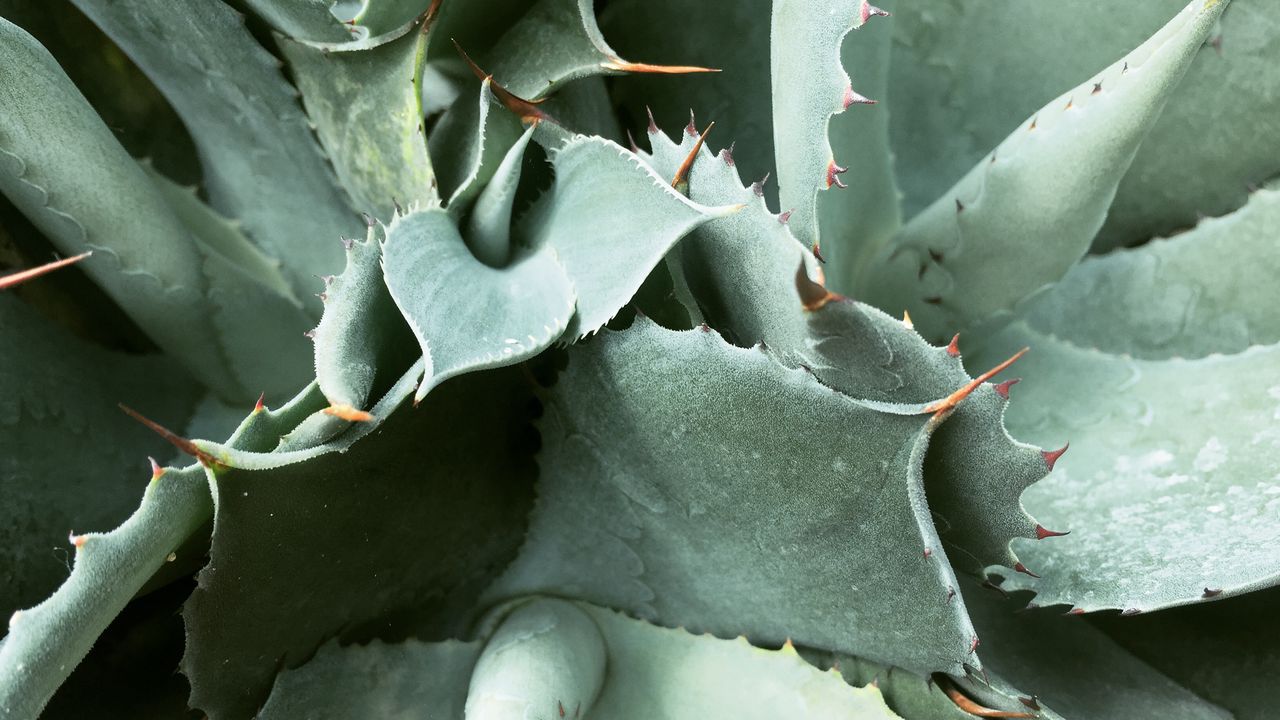 Wallpaper plant, spines, leaves