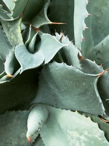 Preview wallpaper plant, spines, leaves