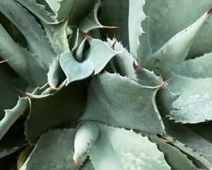 Preview wallpaper plant, spines, leaves