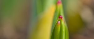 Preview wallpaper plant, sprout, spring, macro, blur