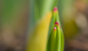 Preview wallpaper plant, sprout, spring, macro, blur