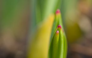 Preview wallpaper plant, sprout, spring, macro, blur
