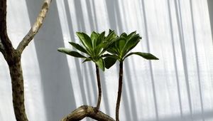 Preview wallpaper plant, stalk, grass, branch
