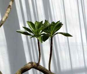 Preview wallpaper plant, stalk, grass, branch