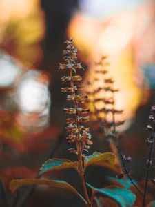 Preview wallpaper plant, stem, branch