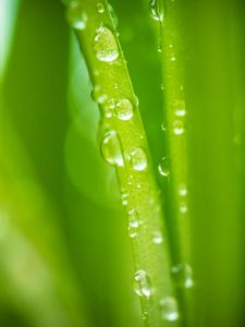 Preview wallpaper plant, stem, drops, dew, macro, green