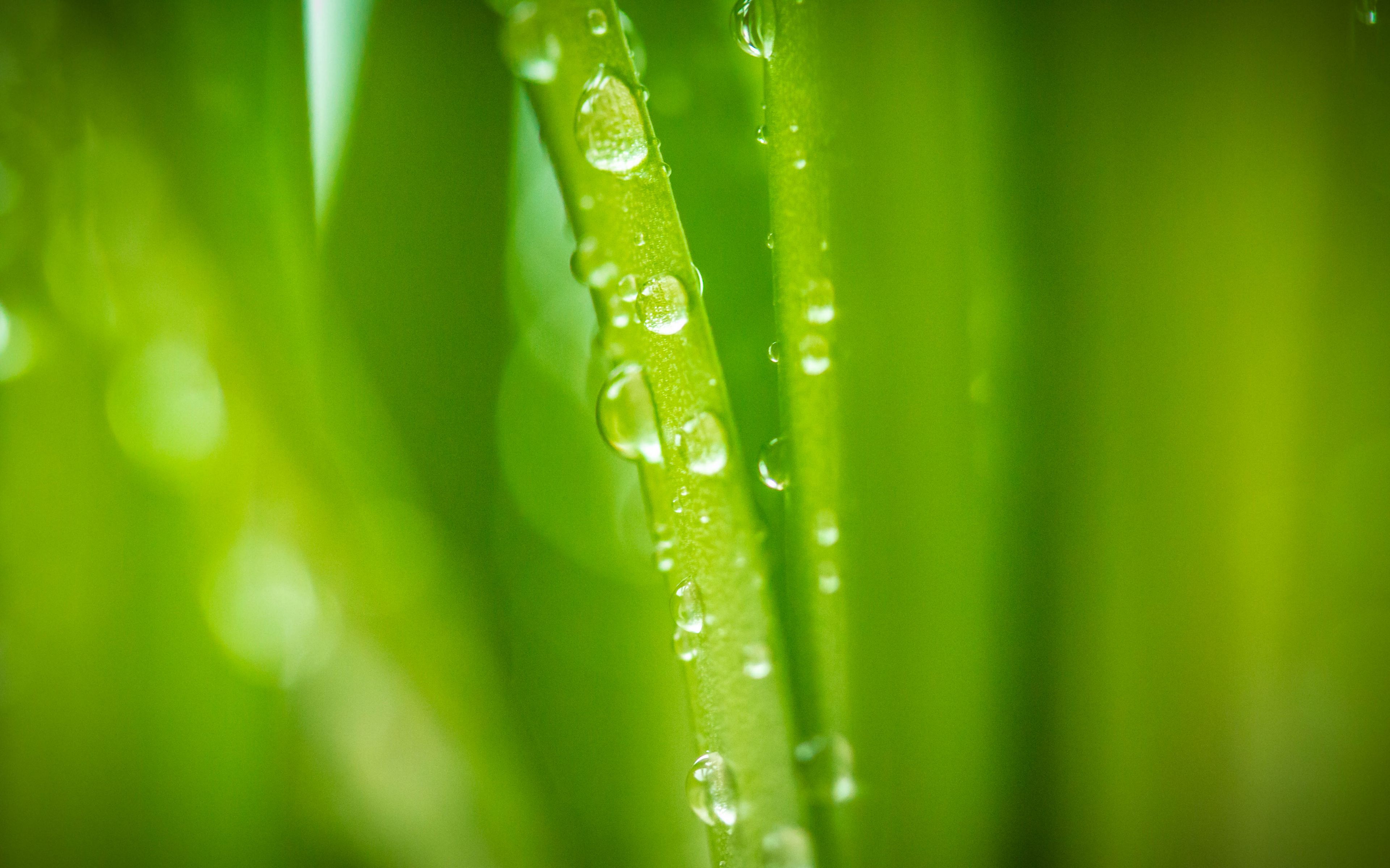 Download Wallpaper 3840x2400 Plant, Stem, Drops, Dew, Macro, Green 4k 