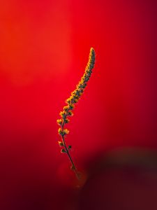 Preview wallpaper plant, stem, flowers, macro