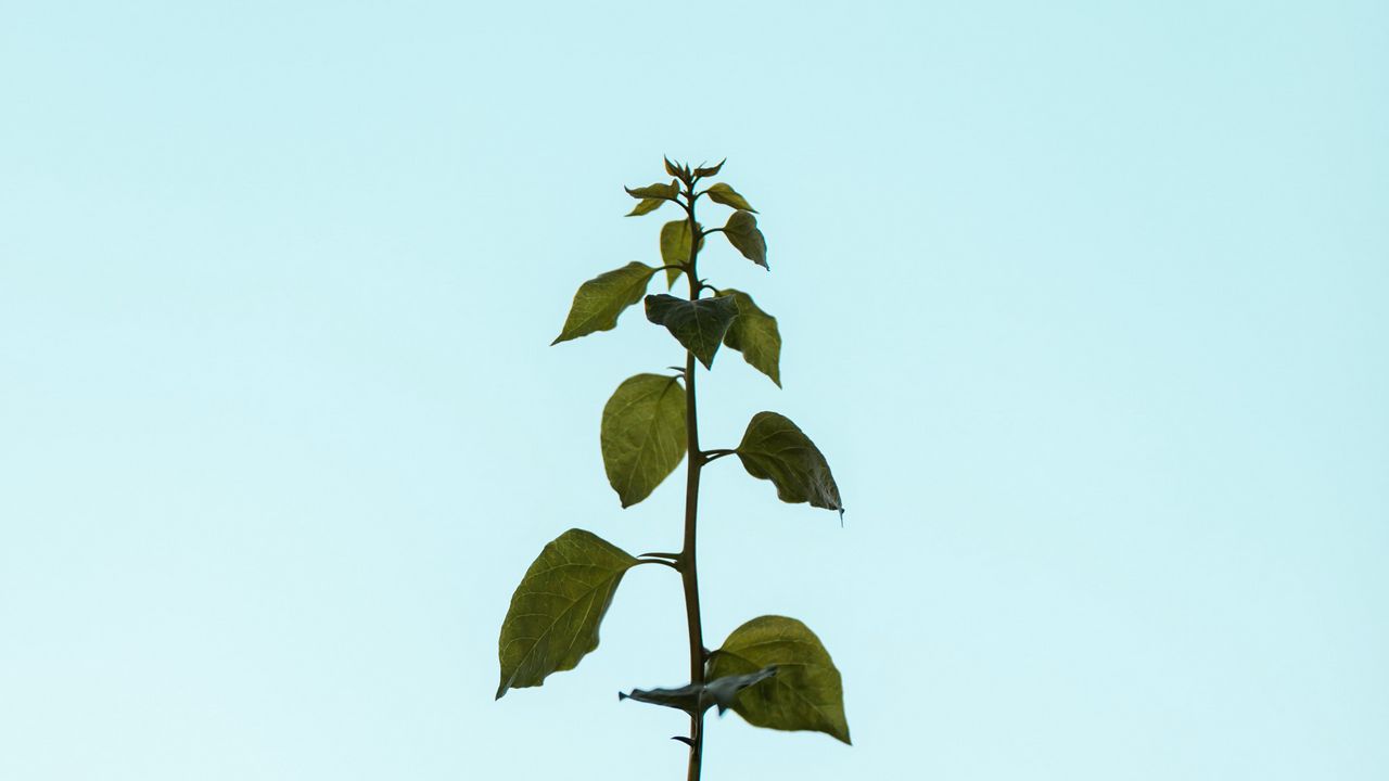 Wallpaper plant, stem, leaves