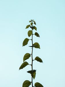 Preview wallpaper plant, stem, leaves